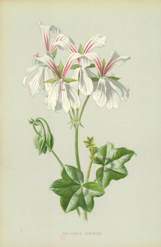 Murgrönabladig pelargon av Frederick Edward Hulme