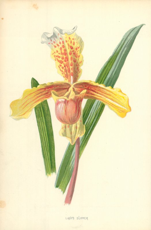 Damens tofflor av Frederick Edward Hulme