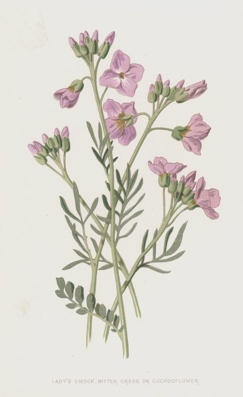 Ladys Smock, Bitter Cress eller Cuckooflower (chromolitho) av Frederick Edward Hulme