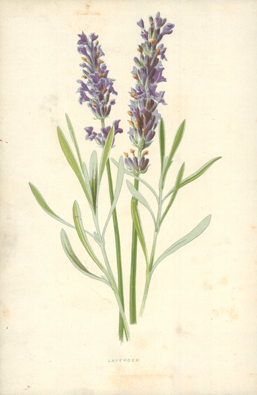 Lavendel av Frederick Edward Hulme