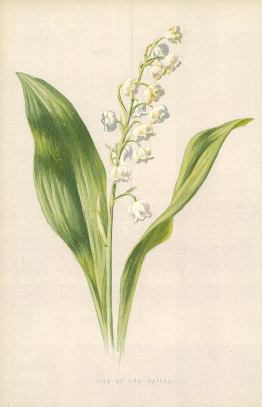 Liljekonvalj av Frederick Edward Hulme