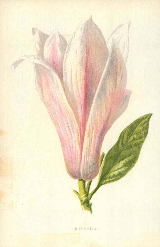 Magnolia av Frederick Edward Hulme
