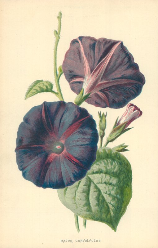Större Convolvulus av Frederick Edward Hulme