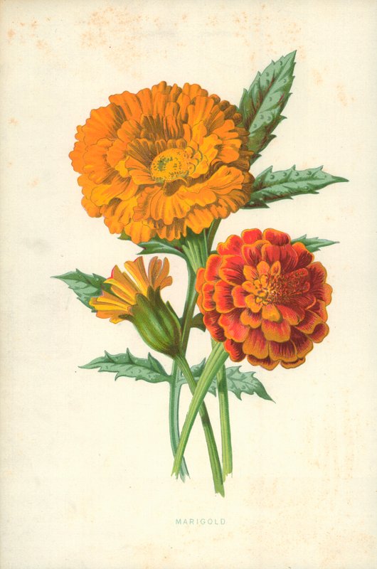 Ringblomma av Frederick Edward Hulme