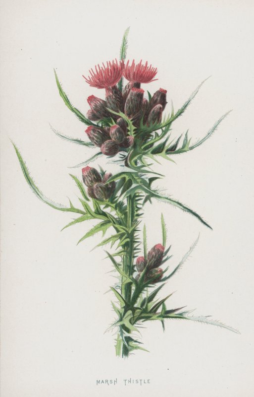 Marsh Thistle (chromolitho) av Frederick Edward Hulme