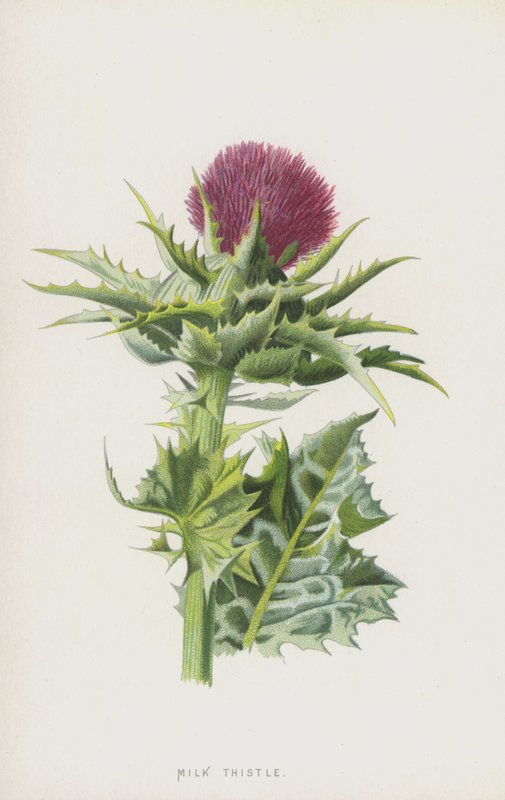 Mjölktistel (chromolitho) av Frederick Edward Hulme