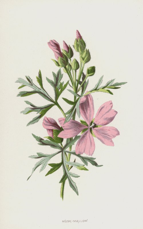 Mysk-malva (chromolitho) av Frederick Edward Hulme