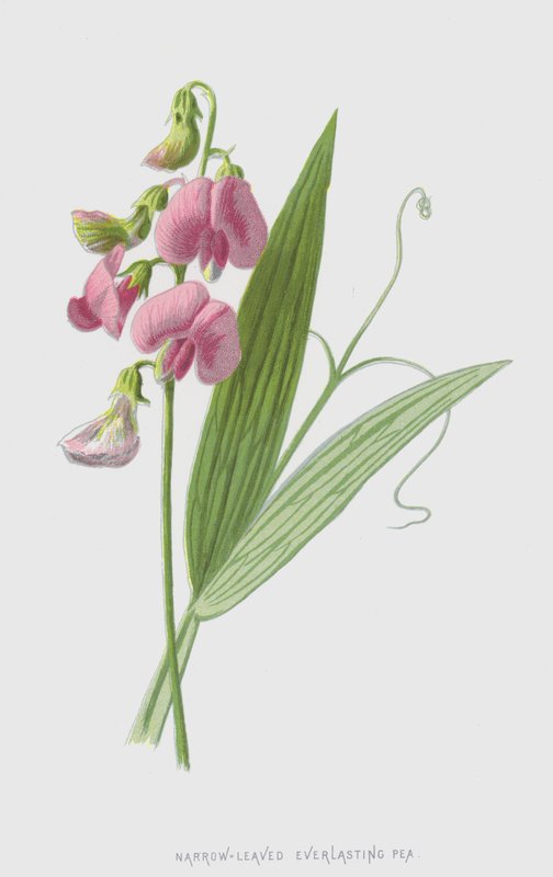 Smalbladig evig ärta (chromolitho) av Frederick Edward Hulme