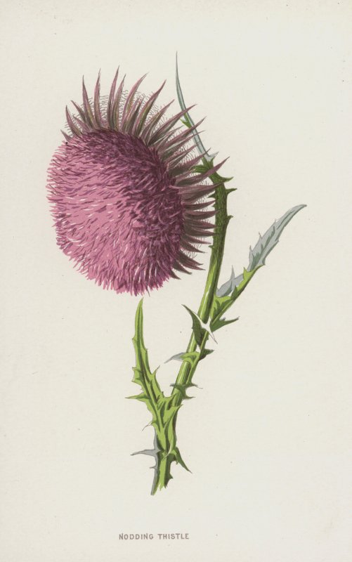 nickande tistel (chromolitho) av Frederick Edward Hulme
