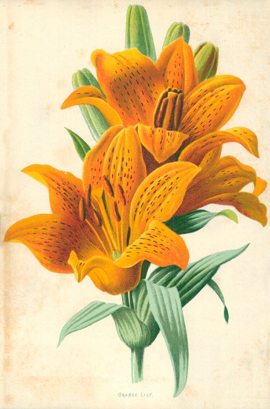Orange Lilyswed av Frederick Edward Hulme