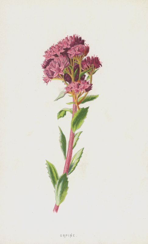 Orpin (chromolitho) av Frederick Edward Hulme