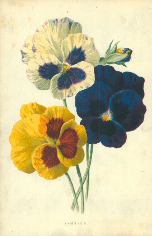 Penséer av Frederick Edward Hulme