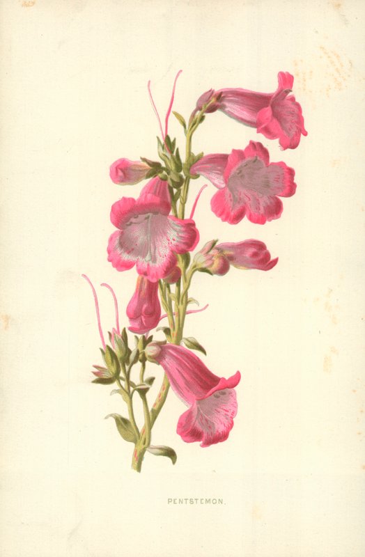 Pentstemonswed av Frederick Edward Hulme