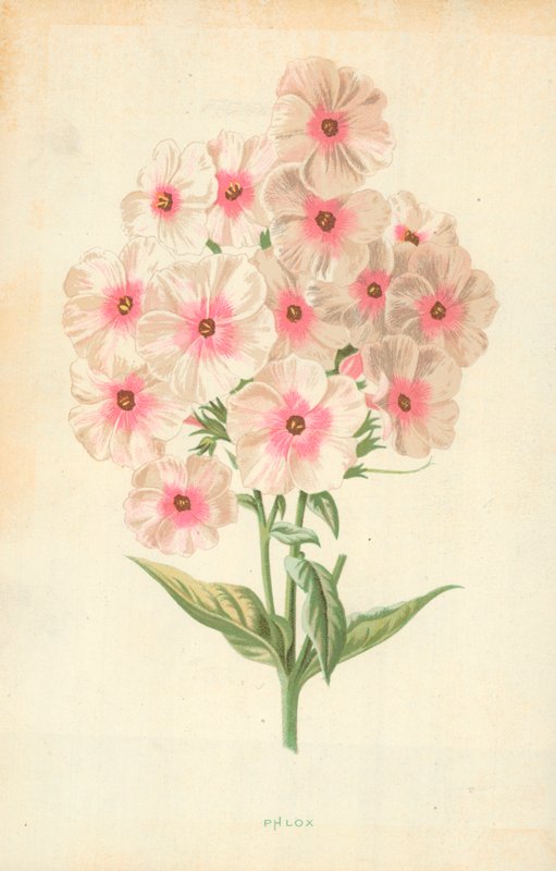 Flox av Frederick Edward Hulme
