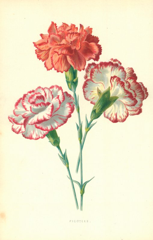 Pikotéer av Frederick Edward Hulme