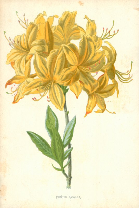 Pontiska Azalia av Frederick Edward Hulme