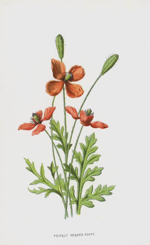 Prickly Headed Poppy (chromolitho) av Frederick Edward Hulme