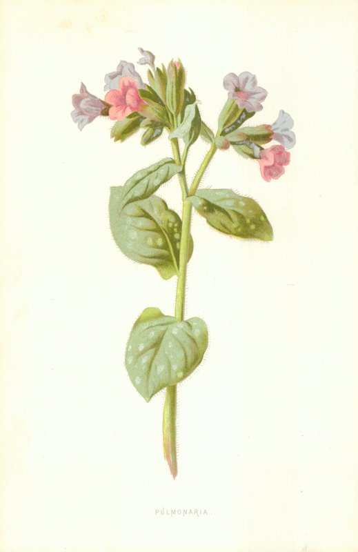 Pulmonaria av Frederick Edward Hulme