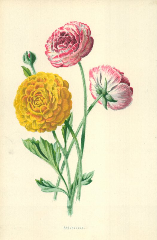 Ranunkel av Frederick Edward Hulme