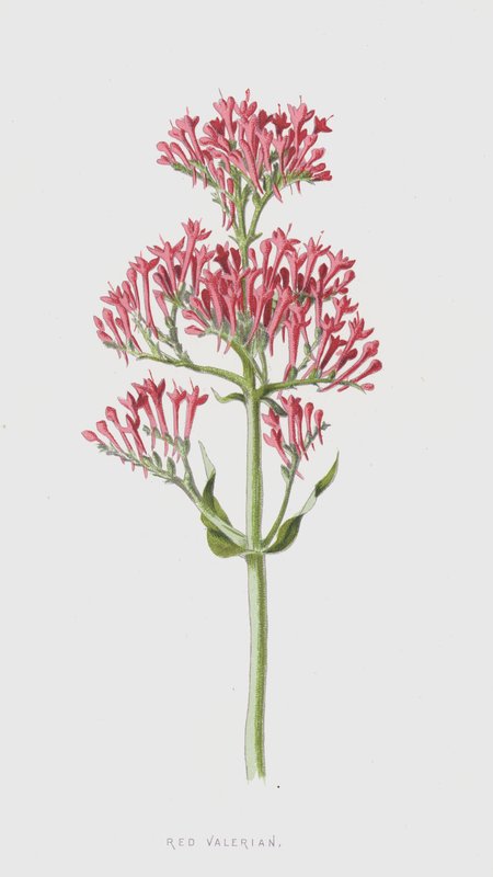 Röd Valeriana (chromolitho) av Frederick Edward Hulme
