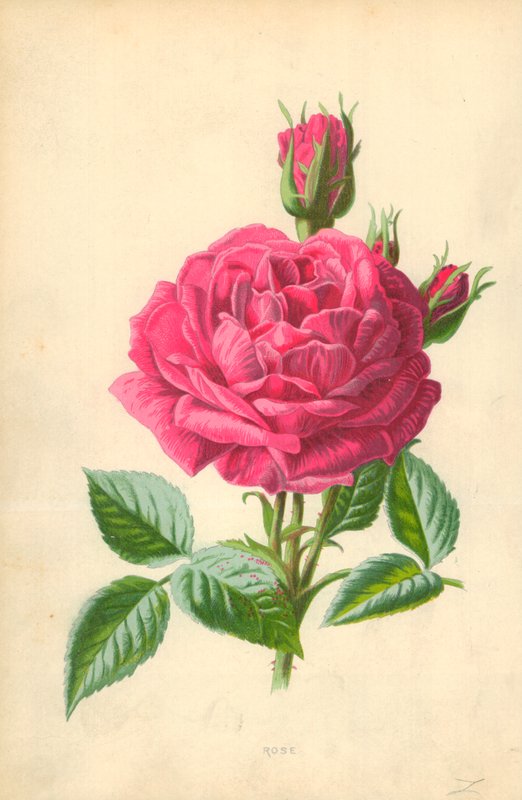 Reste sig av Frederick Edward Hulme