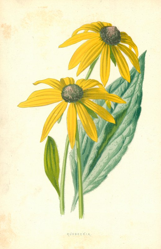 Fatu Rudbeckia av Frederick Edward Hulme