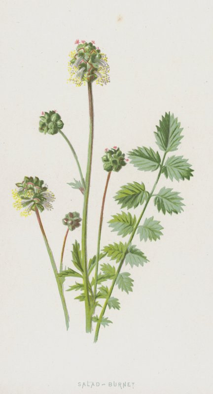 Sallad-bränna (chromolitho) av Frederick Edward Hulme