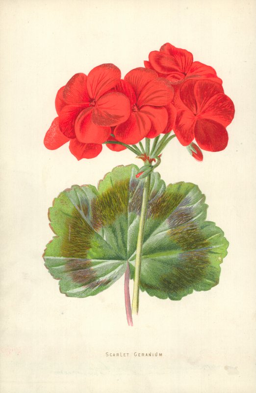 Scarlet pelargon av Frederick Edward Hulme