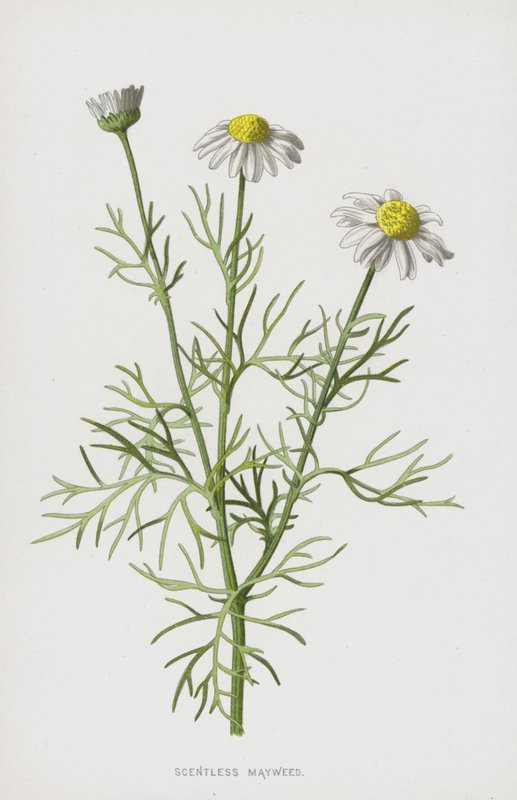 Doftfri majweed (chromolitho) av Frederick Edward Hulme