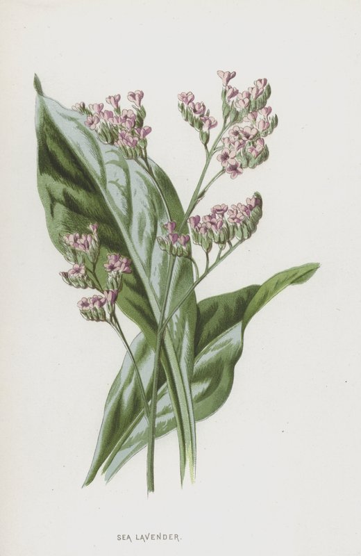 Havslavendel (chromolitho) av Frederick Edward Hulme