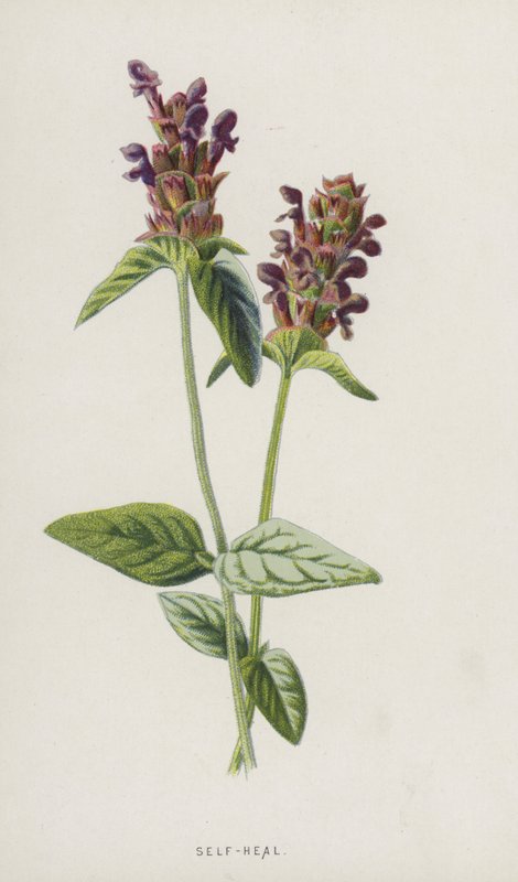 Självläkning (chromolitho) av Frederick Edward Hulme