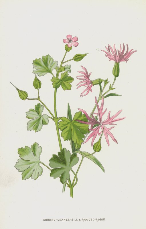 Shining-Cranes-Bill och Ragged-Robin (chromolitho) av Frederick Edward Hulme