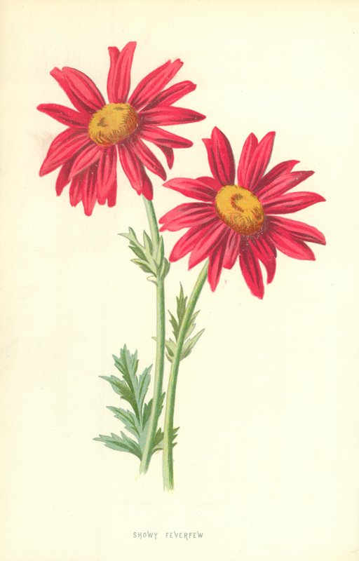 Sköna Feverfew av Frederick Edward Hulme