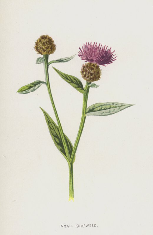 Liten napweed (chromolitho) av Frederick Edward Hulme