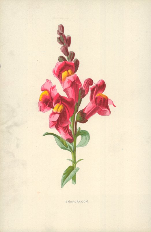 Snapdragonswed av Frederick Edward Hulme