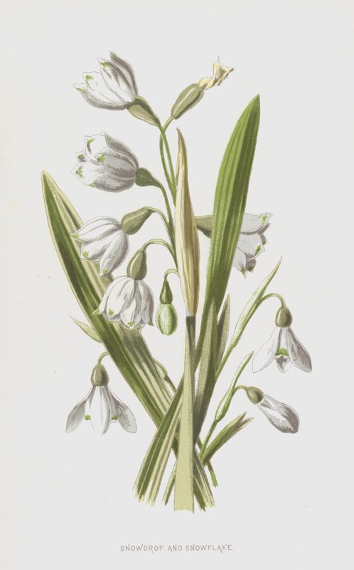 Snödroppe och snöflinga (chromolitho) av Frederick Edward Hulme