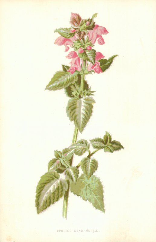 Fläckig död nässla av Frederick Edward Hulme