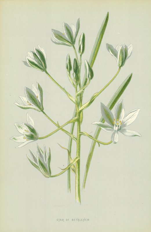 Betlehems stjärna av Frederick Edward Hulme