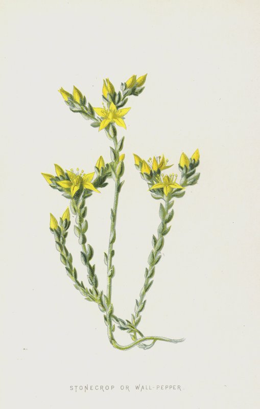 Stonecrop eller Wall-Peppar (chromolitho) av Frederick Edward Hulme