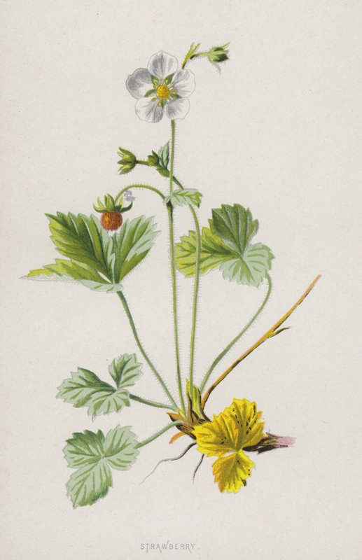 Jordgubbe (chromolitho) av Frederick Edward Hulme