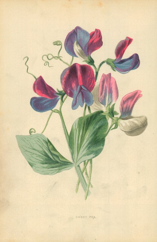 Sötärta av Frederick Edward Hulme