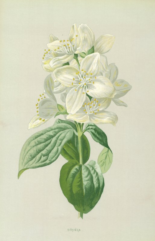 Schersmin av Frederick Edward Hulme