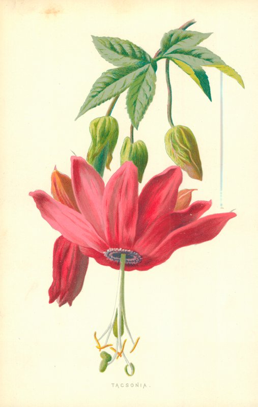Taxonomi av Frederick Edward Hulme