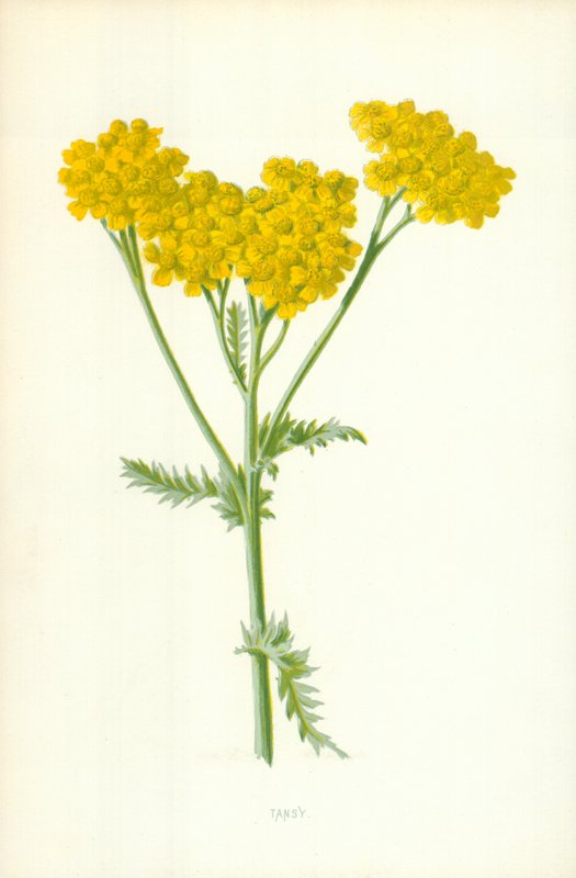 Undervurderet av Frederick Edward Hulme