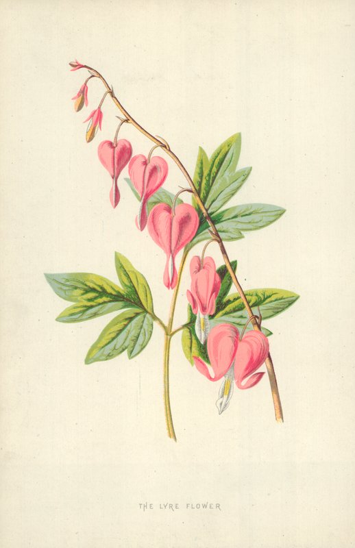 Lyrablomman av Frederick Edward Hulme