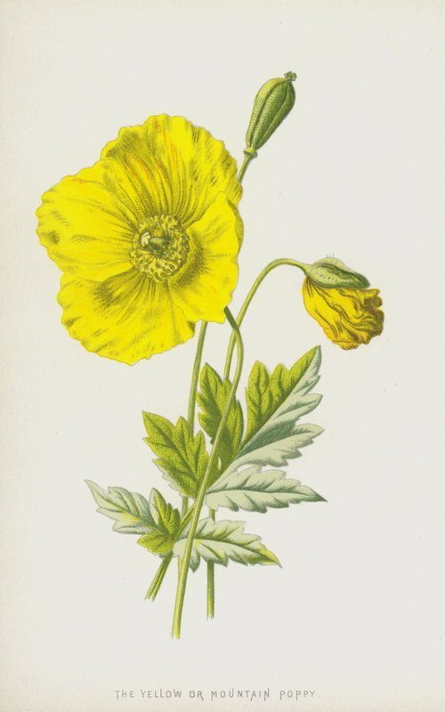 Den gula eller bergsvallmo (chromolitho) av Frederick Edward Hulme