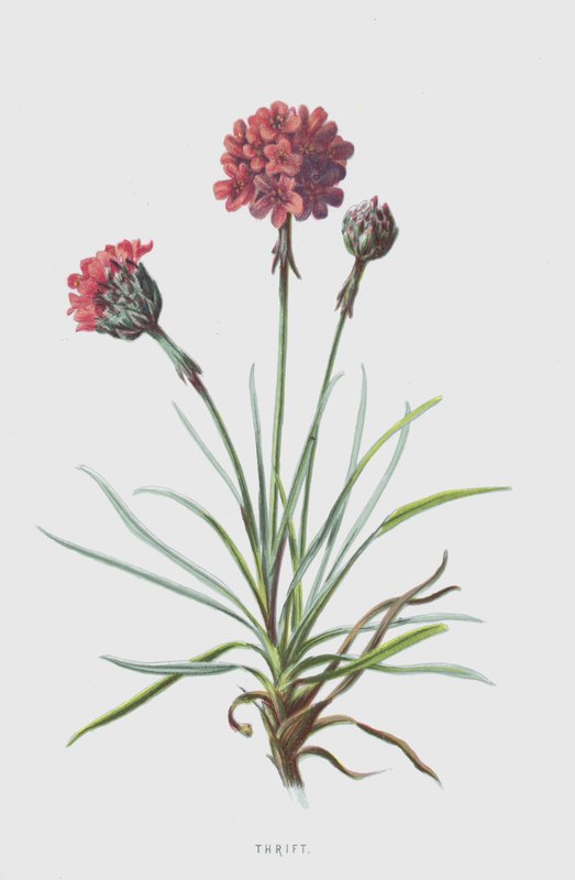 Sparsamhet (chromolitho) av Frederick Edward Hulme