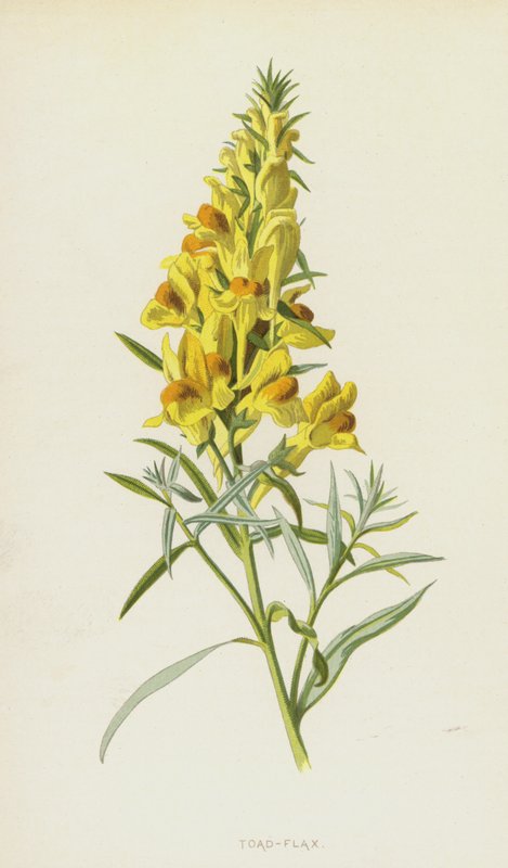 Padda-lin (chromolitho) av Frederick Edward Hulme