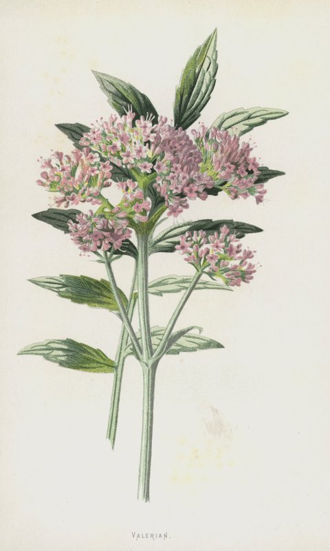 Valeriana (chromolitho) av Frederick Edward Hulme
