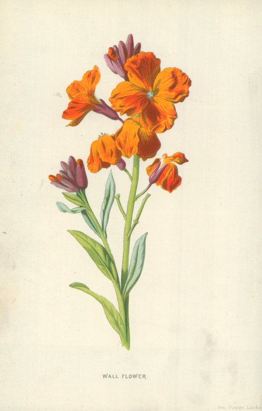 Wall Flowerswed av Frederick Edward Hulme